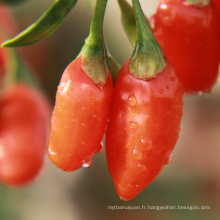 Baie de Goji biologique de haute qualité de Ningxia